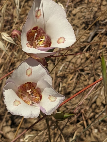 iNaturalist observation photo of Butterfly Mariposa Lily