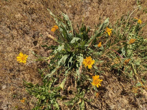 iNaturalist observation photo of narrowleaf mule-ears