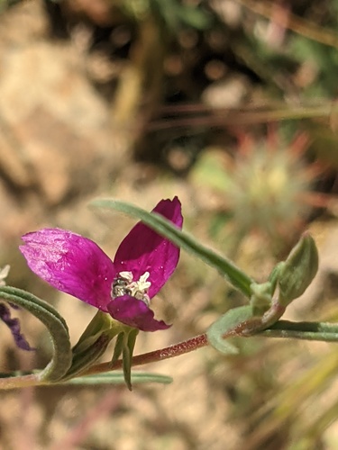 iNaturalist observation photo of Winecup Clarkia