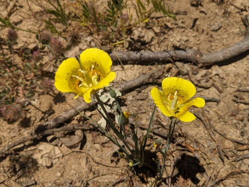 iNaturalist observation photo of Yellow Mariposa Lily