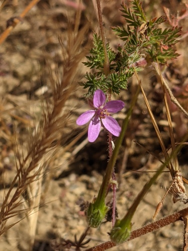 iNaturalist observation photo of Redstem Stork's-bill