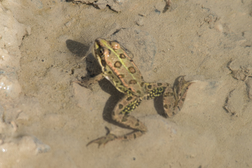 Marsh Frog