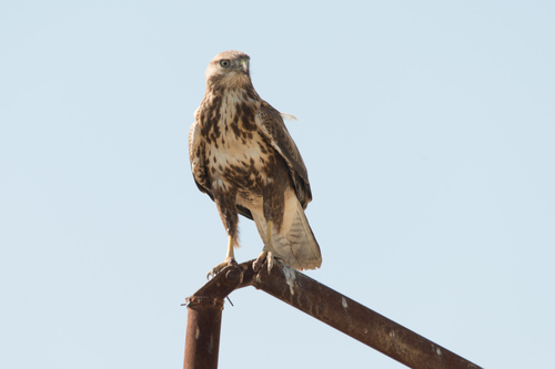 Eastern Buzzard