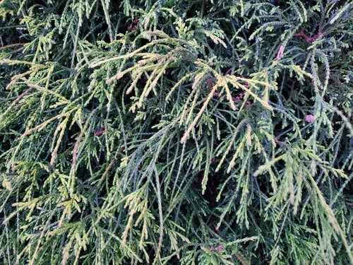 photo of Cypress Family (Cupressaceae)