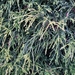 photo of Cypress Family (Cupressaceae)