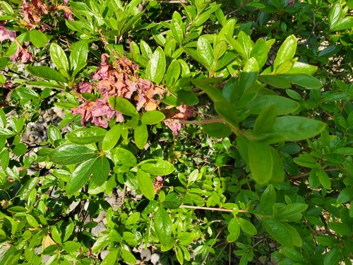 photo of Rhododendrons And Azaleas (Rhododendron)