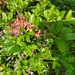 photo of Rhododendrons And Azaleas (Rhododendron)