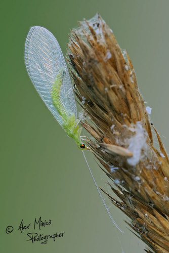 Chrysoperla pallida
