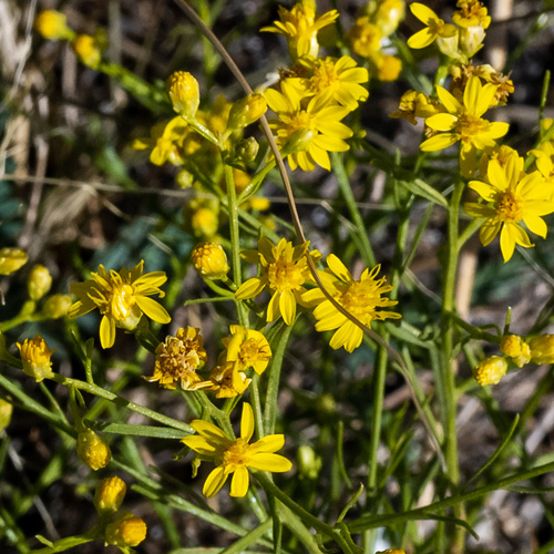 late snakeweed (Gutierrezia serotina)