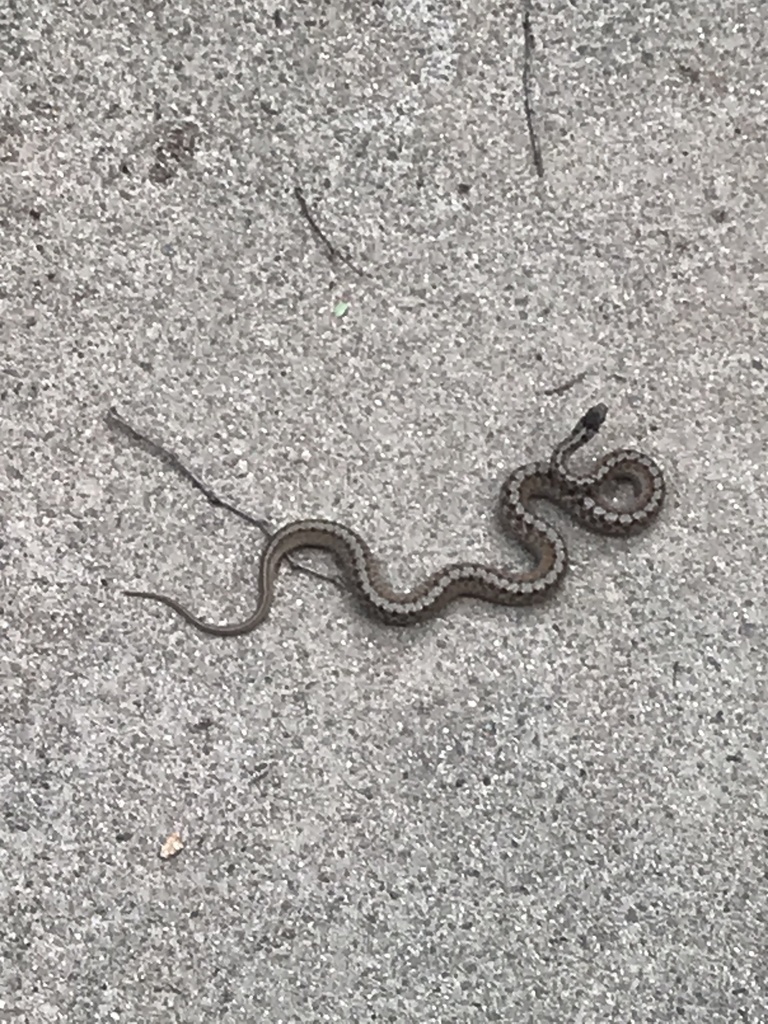 Dekay's Brownsnake from Sandy Springs, GA, US on June 01, 2021 at 01:53 ...