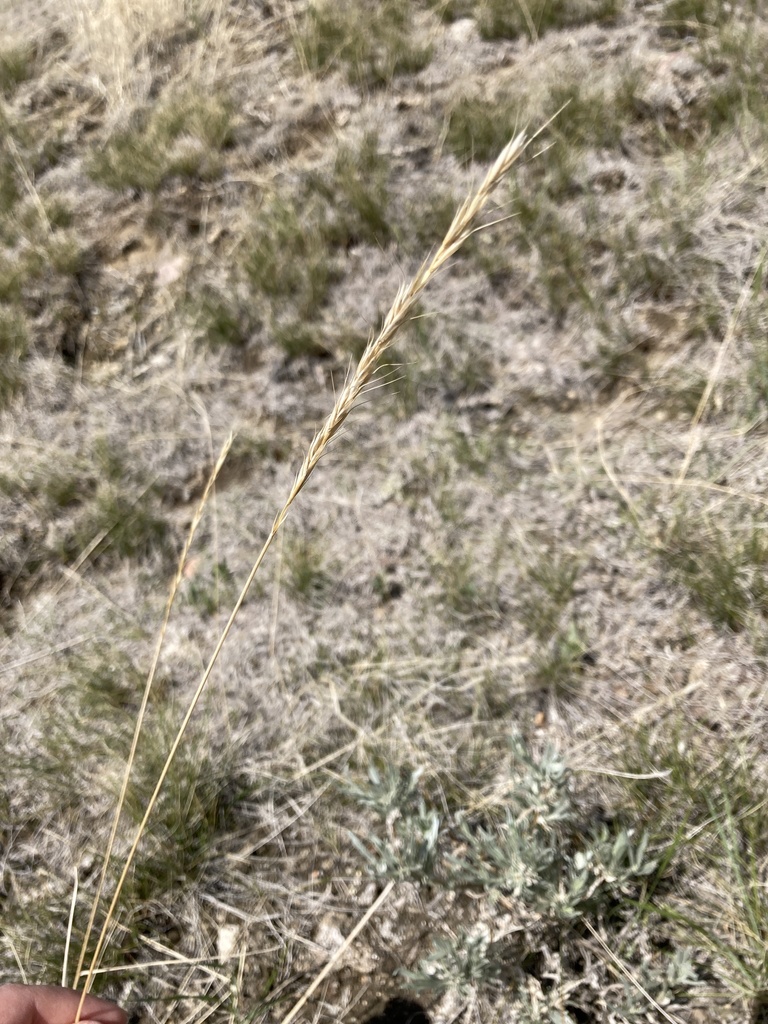 Montana wild rye from Saskatchewan Landing Provincial Park, Stewart ...