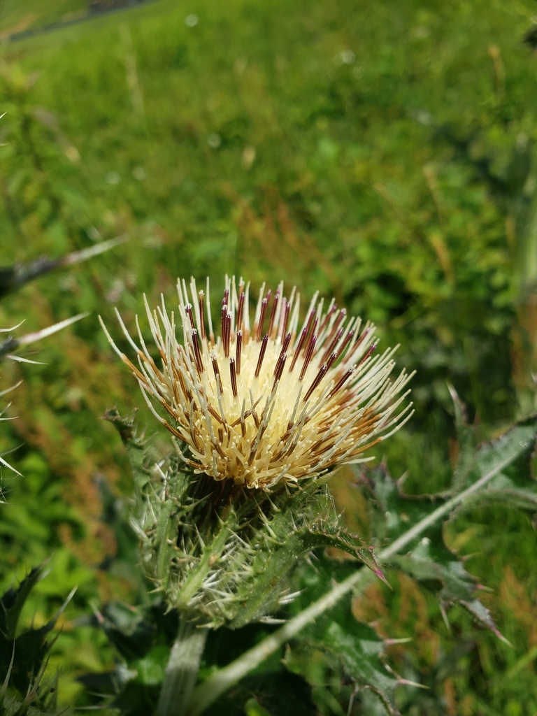 bristle thistle from Winterthur, Pennsbury Township, DE, USA on June 1 ...