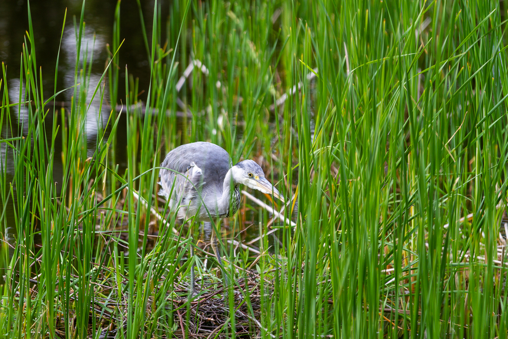 Grey Heron from 8500 Grenaa, Denmark on June 01, 2021 at 08:32 PM by ...