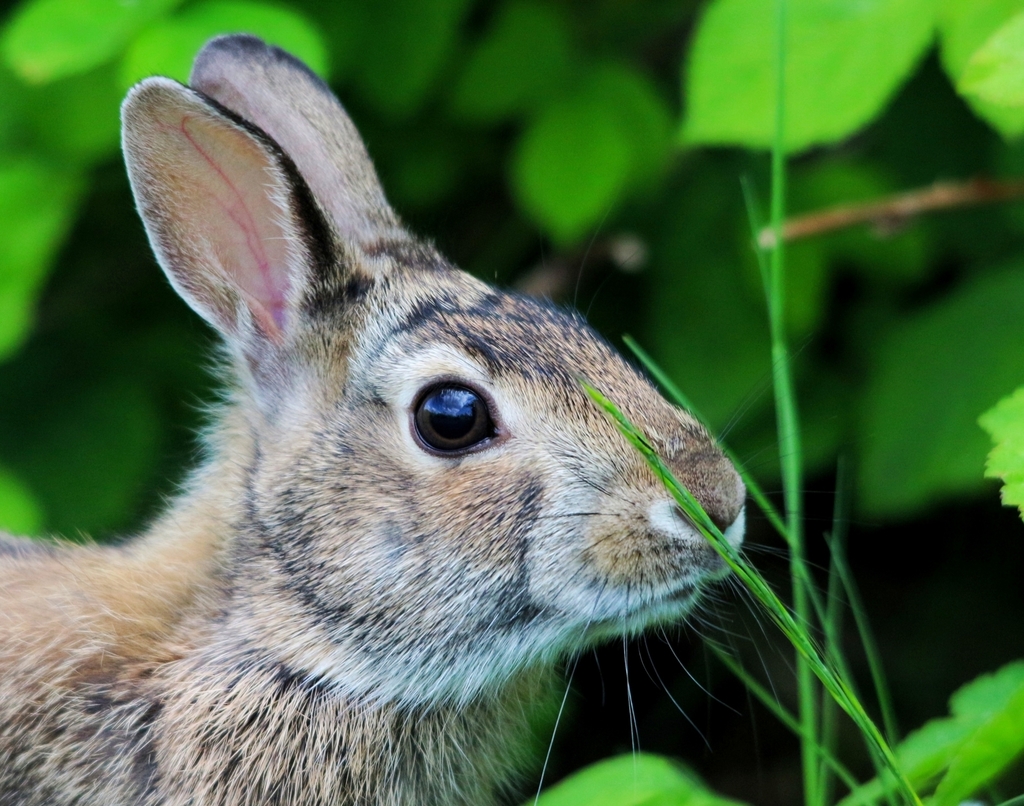 Photos of Marsh Rabbit (Sylvilagus palustris) · iNaturalist