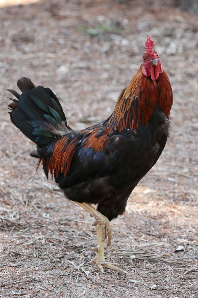 닭 from Griffith Park, Los Angeles, CA, US on 2021년 06월 01일 (화) at 01:22 오후 by M.R. Perry · iNaturalist 닭 (Gallus gallus)