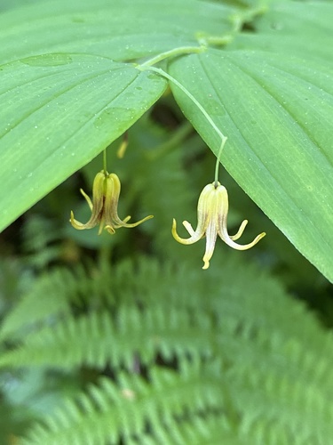 Streptopus amplexifolius (L.) DC.