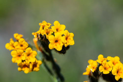 Amsinckia lunaris J.F.Macbr.