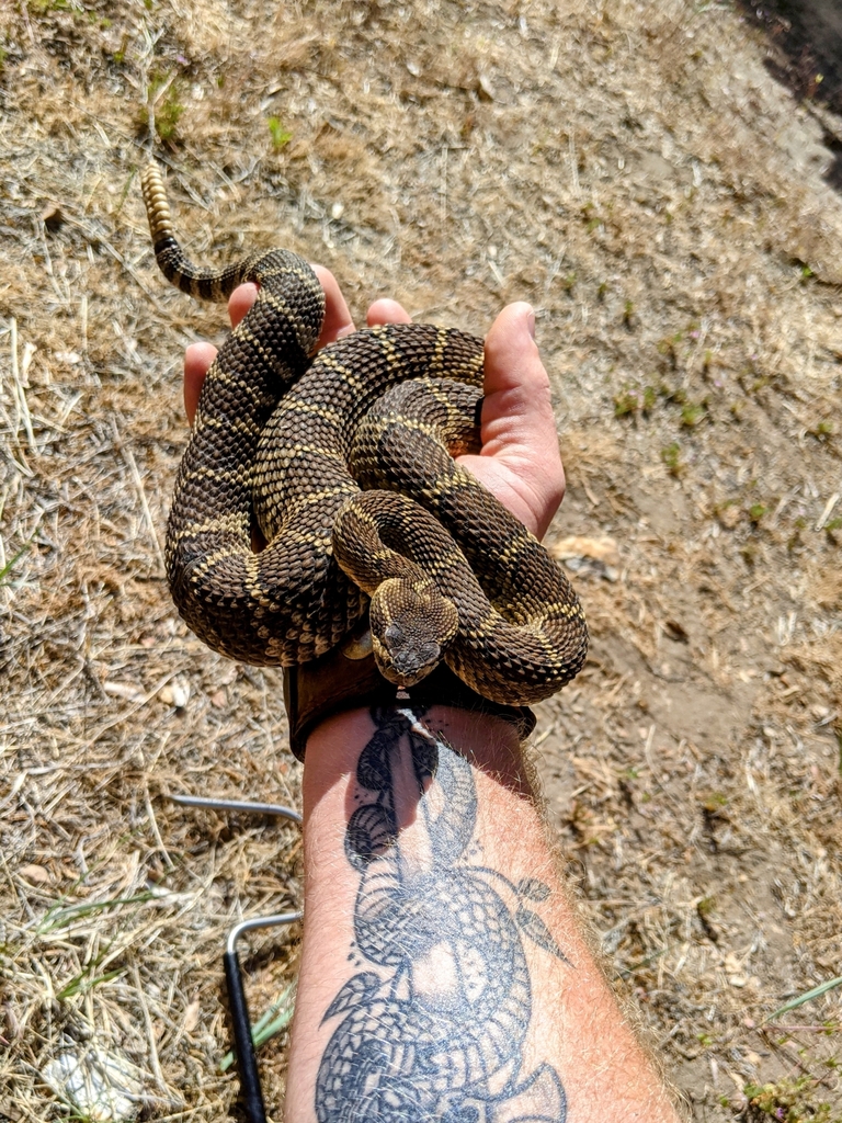 Northern Pacific Rattlesnake In May 2021 By Connor Seifert · INaturalist