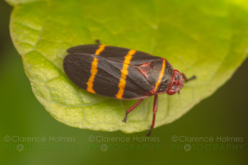 Two-lined Spittlebug