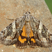 Wonderful Underwing - Photo (c) Michael King, all rights reserved, uploaded by Michael King