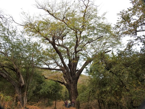 elephant ear tree