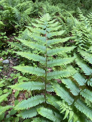 Goldie's woodfern (Dryopteris goldieana)