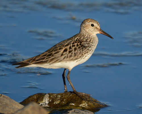 White-rumped Sandpiper