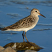 White-rumped Sandpiper - Photo (c) Pierre Noel, all rights reserved, uploaded by Pierre Noel