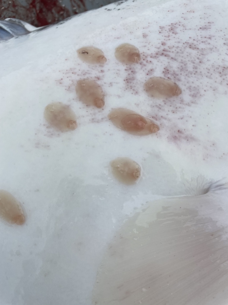 Entobdella hippoglossi from North Pacific Ocean, US on June 1, 2021 at ...