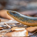 Eastern Glass Lizard - Photo (c) Dan LaVorgna, all rights reserved, uploaded by Dan LaVorgna