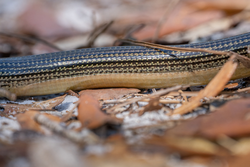 Eastern Glass Lizard