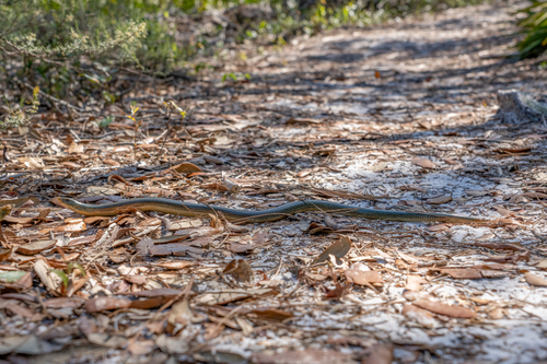 Eastern Glass Lizard