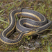 Thamnophis butleri - Photo (c) Jake Scott, kaikki oikeudet pidätetään, lähettänyt Jake Scott