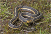 Butler's Garter Snake - Photo (c) Jake Scott, all rights reserved, uploaded by Jake Scott
