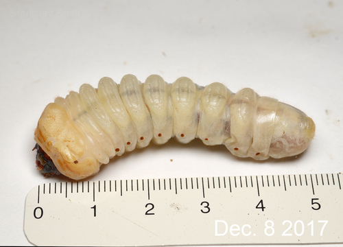 Mallodon downesii