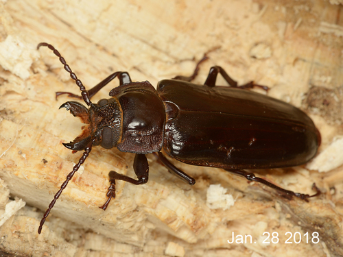 Mallodon downesii