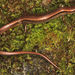 Taiwan Alpine Skink - Photo (c) Paul Freed, all rights reserved, uploaded by Paul Freed
