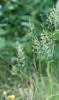 Trisetum flavescens flavescens - Photo (c) Tig, all rights reserved, uploaded by Tig