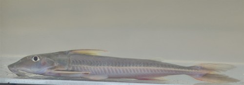 Leptodoras acipenserinus