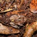 Ornate Frog - Photo (c) Christian Langner, all rights reserved, uploaded by Christian Langner