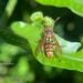 Polistes takasagonus - Photo (c) creek, all rights reserved, uploaded by creek