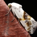 Ponometia candefacta - Photo (c) Matthew Ireland, todos os direitos reservados, uploaded by Matthew Ireland