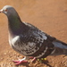 Feral Pigeon - Photo (c) gaberlunzi, all rights reserved, uploaded by gaberlunzi