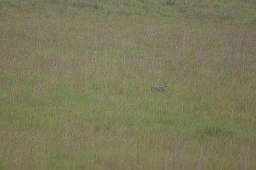 Side-striped Jackal
