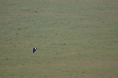 Pied Crow