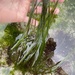 photo of Scouler's Surfgrass (Phyllospadix scouleri)