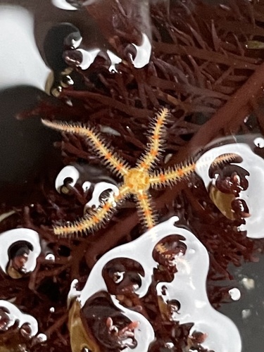 photo of Western Spiny Brittle Star (Ophiothrix spiculata)