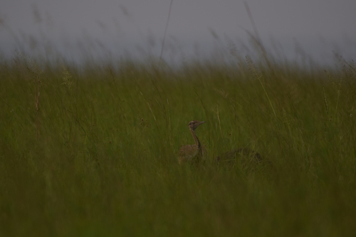 Black-bellied Bustard