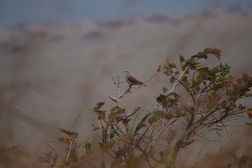 Red-eyed Dove