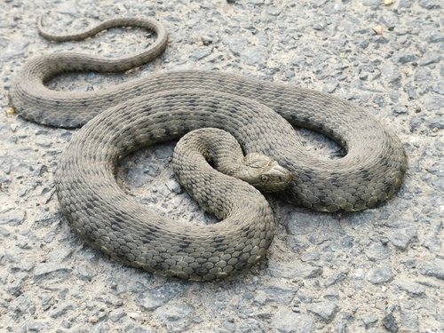 Tessellated Water Snake